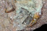 Two Phytosaur (Redondasaurus) Teeth In Sandstone - New Mexico #70489-1